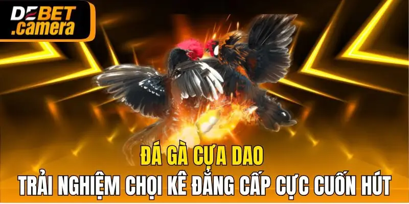Đá gà cựa dao